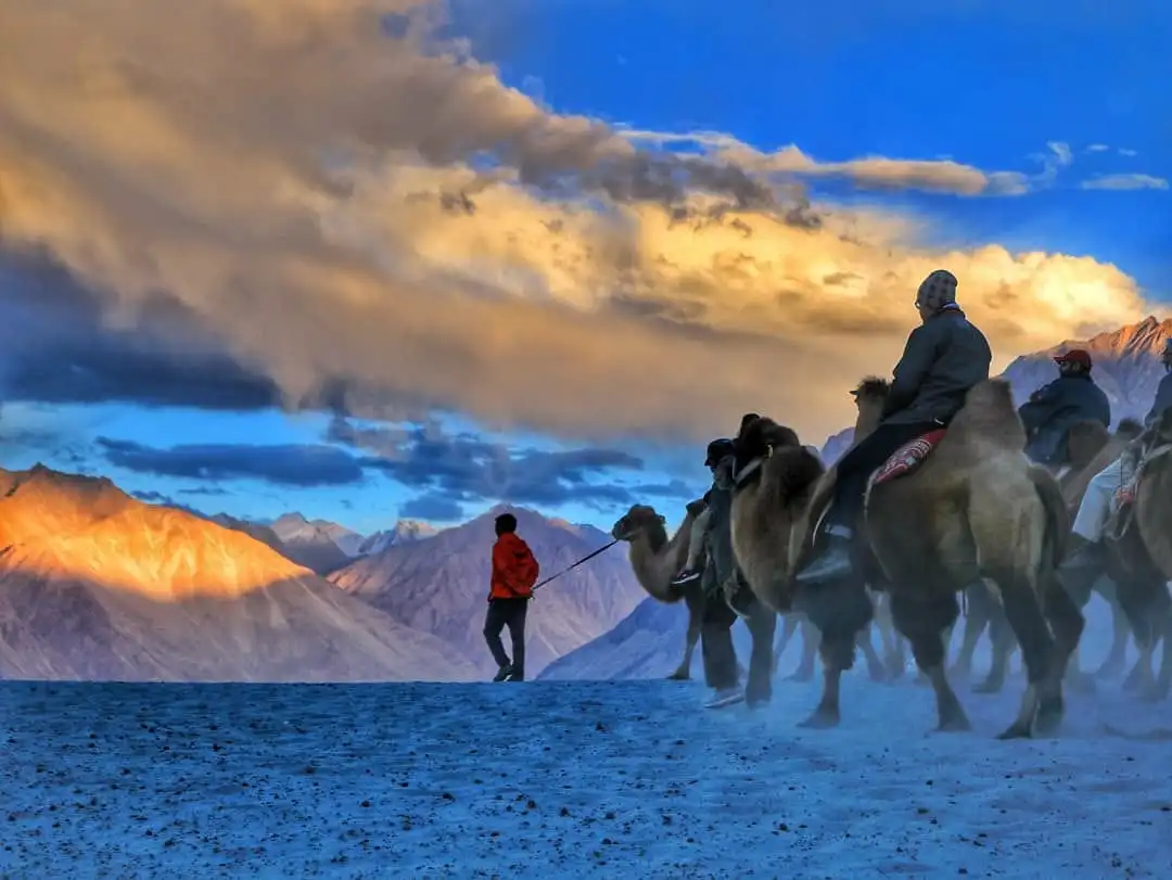 Double-humped Bactrian camels resting in the sand dunes of Hunder, Nubra Valley